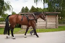 Grand cheval harnaché marchant, l'homme qui le tient en main est caché derrière lui.