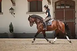 cheval marron aux crins noirs, monté au trot.