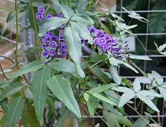 Description de l'image Hardenbergia comptoniana.jpg.
