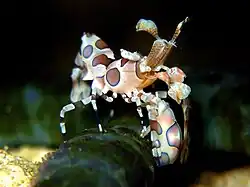 Hymenocera picta, seule espèce de la famille des Hymenoceridae