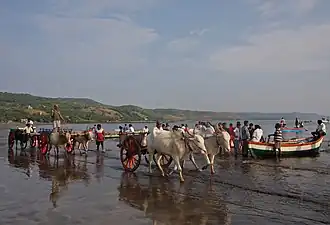 Chariots à bœufs sur la plage de Harnai, employés pour décharger le poisson. La pêche constitue l'activité principale des populations sur le littoral.