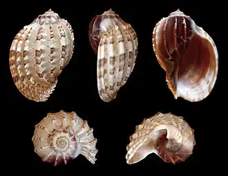 Description de l'image Harpa_articularis_02.JPG.