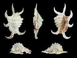 Harpago arthriticus ; longueur 138&nbsp;mm ; origine Philippines.