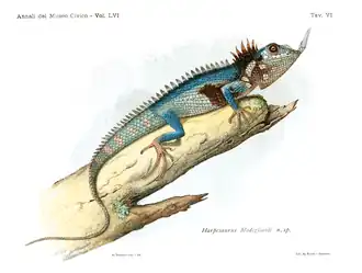 Description de l'image Harpesaurus modiglianii – Baliani, 1933.png.