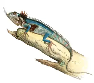 Description de l'image Harpesaurus modiglianii – Baliani, 1933 (no signatures).png.