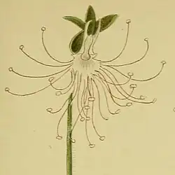 Holothrix etheliae.