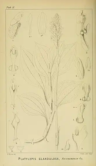 Description de l'image Harry Bolus - Orchids of South Africa - volume I plate 011 (1896).jpg.
