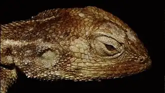 Description de l'image Harvard University Museum of Comparative Zoology - Agama hartmanni.jpg.