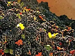 Aspect visuel d'une vendange mécanique