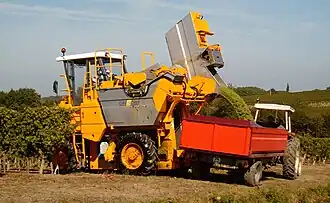 Photographie en couleur montrant une machine à vendanger jaune qui vide ses godets de récolte dans une remorque de transport orange attelée à un tracteur. Il s'agit de raisin blanc qui coule d'un des godets en position haute. L'herbe en bordure de vigne est rase et jaunie par la sécheresse ; la vigne est encore verte, mais montre quelques feuilles jaunissantes, signe du tournant entre l'été et l'automne.