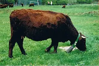 Image illustrative de l’article Harzer rotvieh