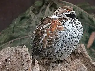 Gélinotte des bois.
