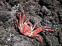 Crabe rouge d'Hawaii