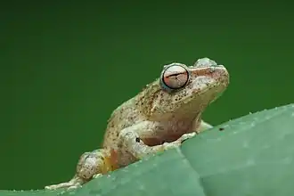 Description de l'image Hazel's forest frog.jpg.