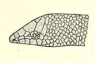 Description de l'image Head of Sphenocephalus pentadactylus.jpg.