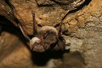 La petite chauve-souris brune.