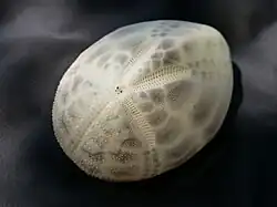 Test de spatangoïde (Brissus unicolor), face aborale (ou «&nbsp;dorsale&nbsp;»)