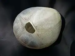 Vue ventrale centrée sur le péristome (bouche)