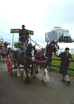 Deux chevaux foncés vus de face gtractent un chariot