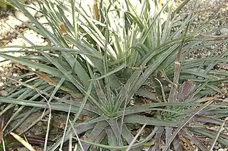 Description de l'image Hechtia glomerata 0zz.jpg.