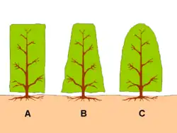Trois formes basiques de haie tailléeA) Taille rectangulaireB) Taille trapézoïdaleC) Taille ovale.