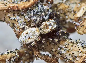 Description de cette image, également commentée ci-après