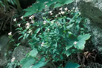 Description de cette image, également commentée ci-après