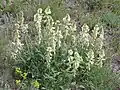 Hedysarum grandiflorum en fleurs dans la région de Saratov (Russie).