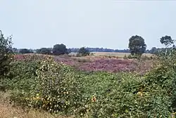 Paysage typique de bruyère.