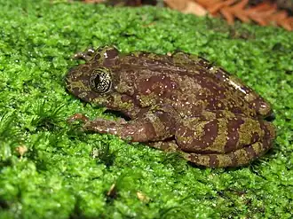 Description de l'image Heleophryne rosei 103117497.jpg.