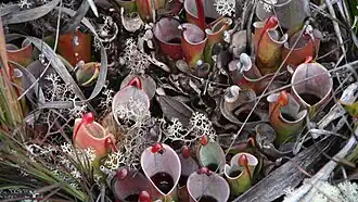 Heliamphora minor (espèce carnivore), endémique du tepuy Auyan, Venezuela.