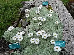 Helichrysum milfordiae.