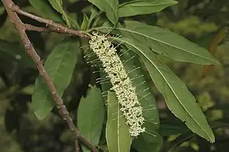 Description de l'image Helicia australasica ALA1.jpg.