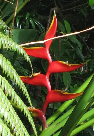 Description de l'image Heliconia bihai 01 by Line1.jpg.