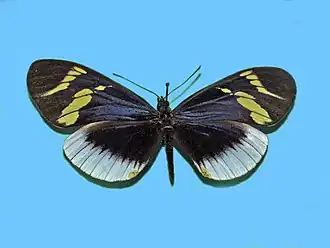 Description de l'image Heliconiinae - Heliconius eleuchia.JPG.