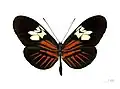 Heliconius melpomene penelope ♀ Face dorsale