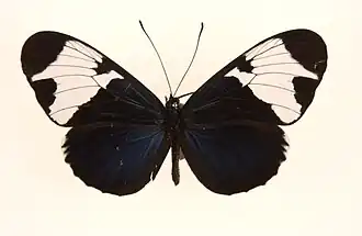 Description de l'image Heliconius sapph0.jpg.