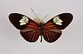 Heliconius xanthocles melote