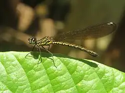 ♀
