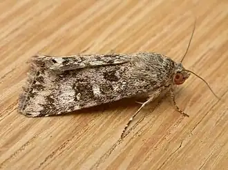 Description de l'image Heliothis_punctifera.jpg.