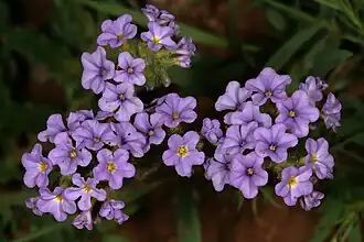 Description de l'image Heliotropium amplexicaule 1DS-II 1-1531.jpg.