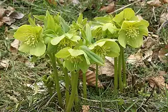 Description de l'image Helleborus odorus PID1218-2.jpg.