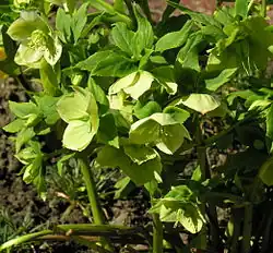 Hellébore vert (Helleborus viridis).