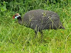 Parc national Murchison Falls, Ouganda.