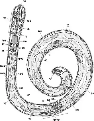 Description de l'image Helminthope psammobionta dorsal schematic.jpg.