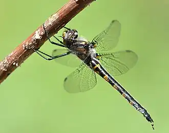 Description de cette image, également commentée ci-après