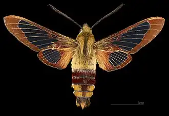 Hemaris thysbe ♂