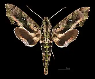 Hemeroplanes ornatus ♂  MHNT