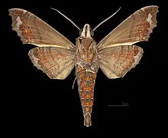 Hemeroplanes ornatus ♂  △	MHNT