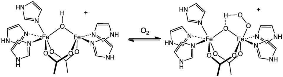 Représentation de la liaison de l'oxygène O2 au site actif de l'hémérythrine.